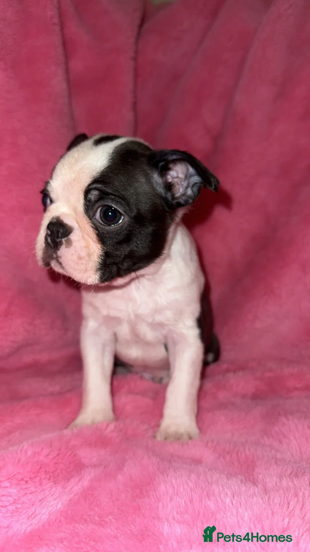 Boston Terrier dogs for sale: Boston Terrier Puppies  in Llanelli - Advert 9
