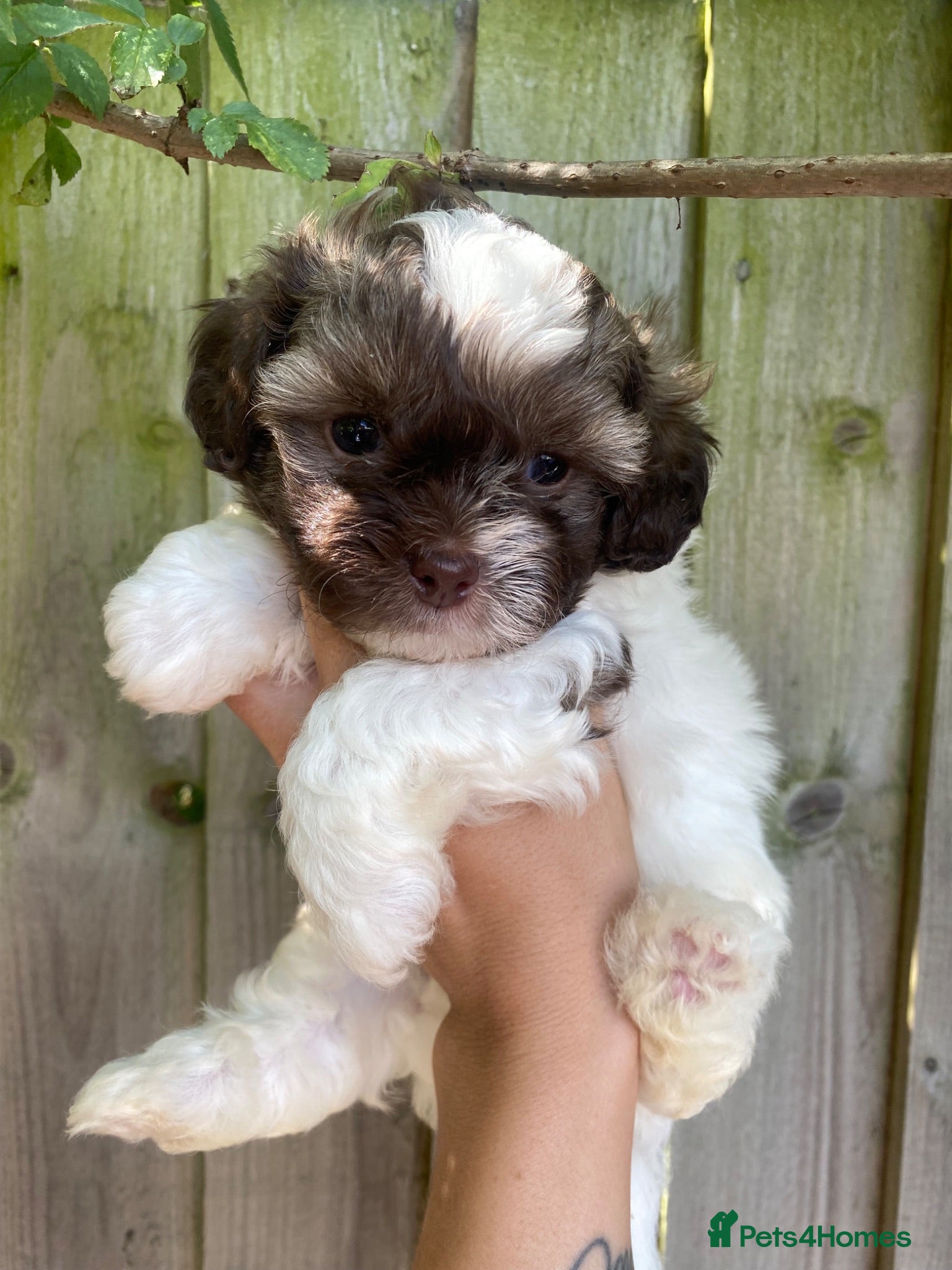 Shihpoo dogs Imperial toy Shih poo puppies  - Advert 1