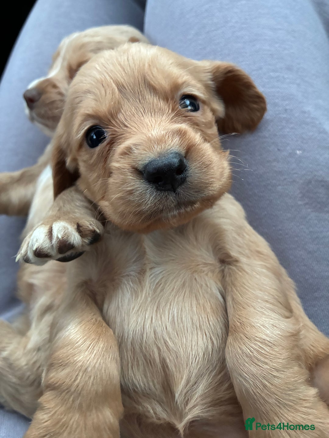 Cocker Spaniel dogs for sale: Cocker spaniel pups - Image 13