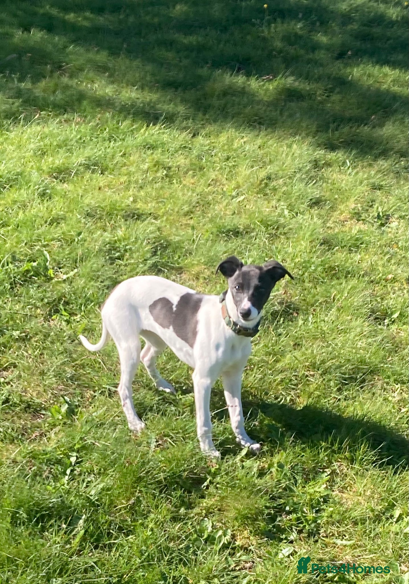 Whippet dogs for sale: KC reg female whippet pup - Advert 1