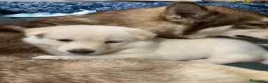 Shepsky 4