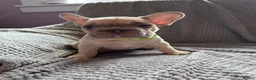 French Bulldog dogs for sale: French bulldogs  - Advert 13