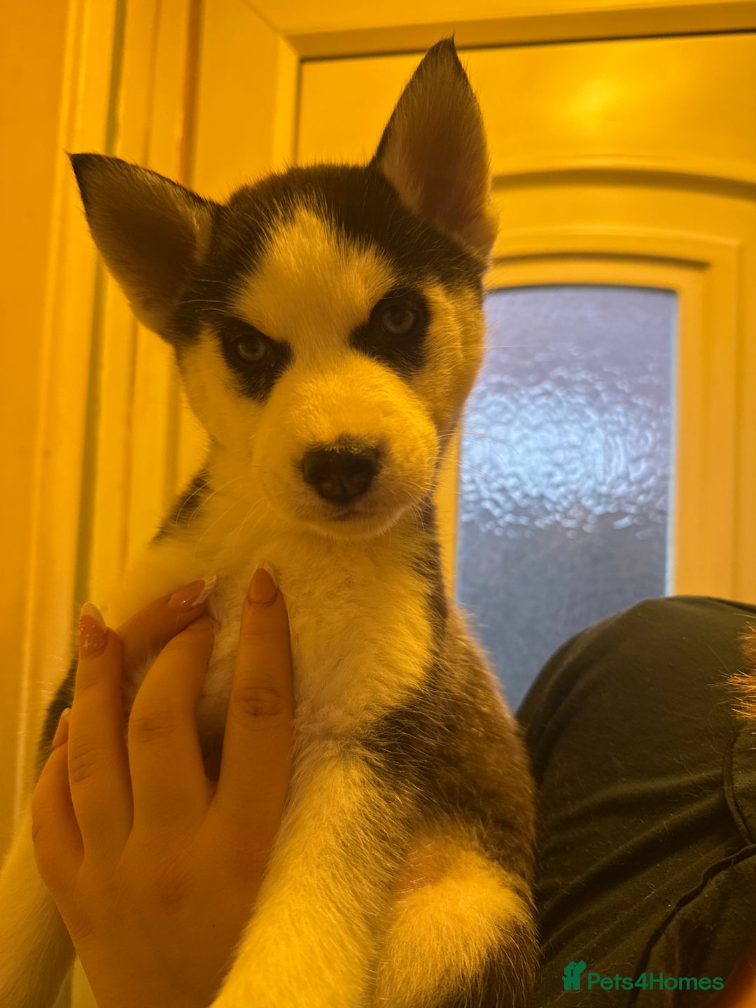 Siberian Husky dogs for sale: 5 Siberian husky puppies.  - Advert 11
