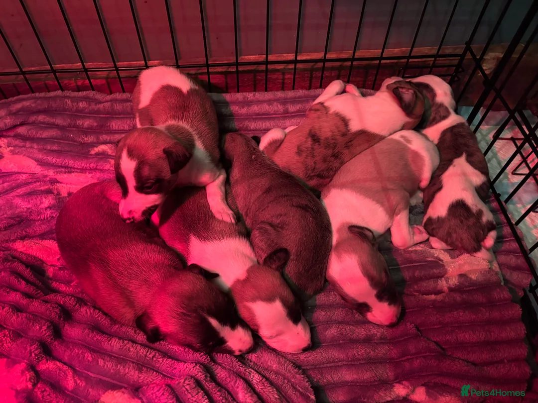 Whippet dogs for sale: 7 gorgeous whippet puppies! All ready leave  - Advert 10