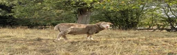 Sheep livestock for sale: Merino sheep - Advert 7