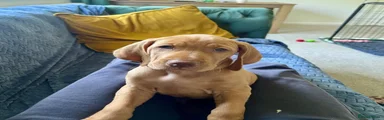 Hungarian Vizsla Blue