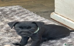 Patterdale Terrier dogs for sale: Stunning Patterdale pups  - Image 4