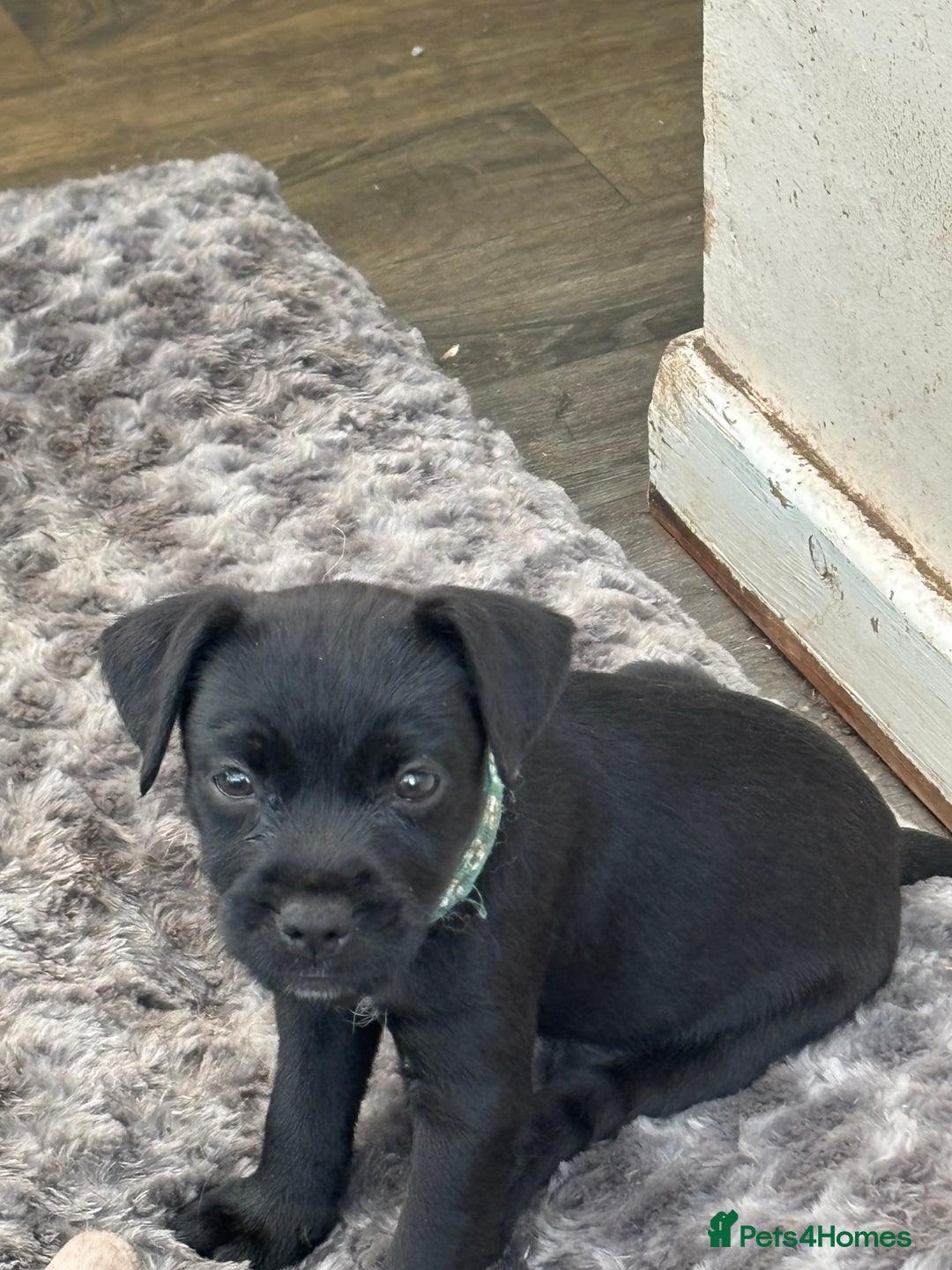 Patterdale Terrier dogs for sale: Stunning Patterdale pups  - Image 4