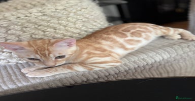 Bengal cats - Advert 14