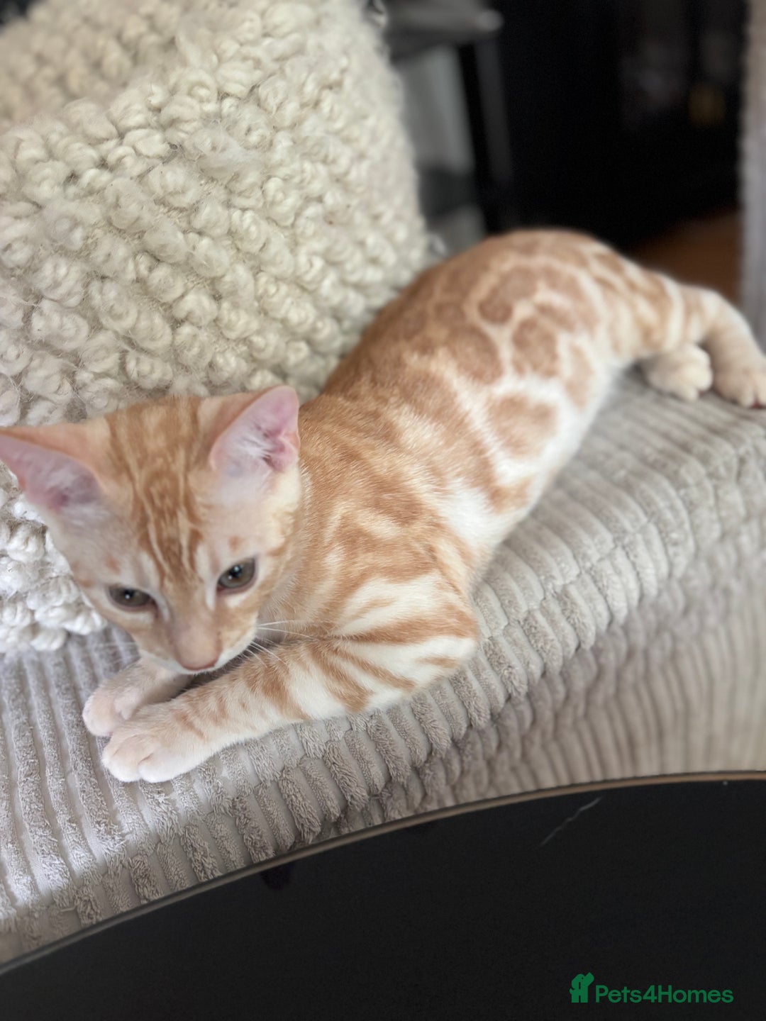 Bengal cats for sale: Beautiful Bengal Kittens ❤️  - Image 2