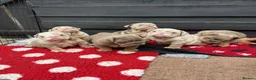 English Bulldog dogs for sale:  Beautiful English Bulldog Puppies in Llanelli - Advert 9