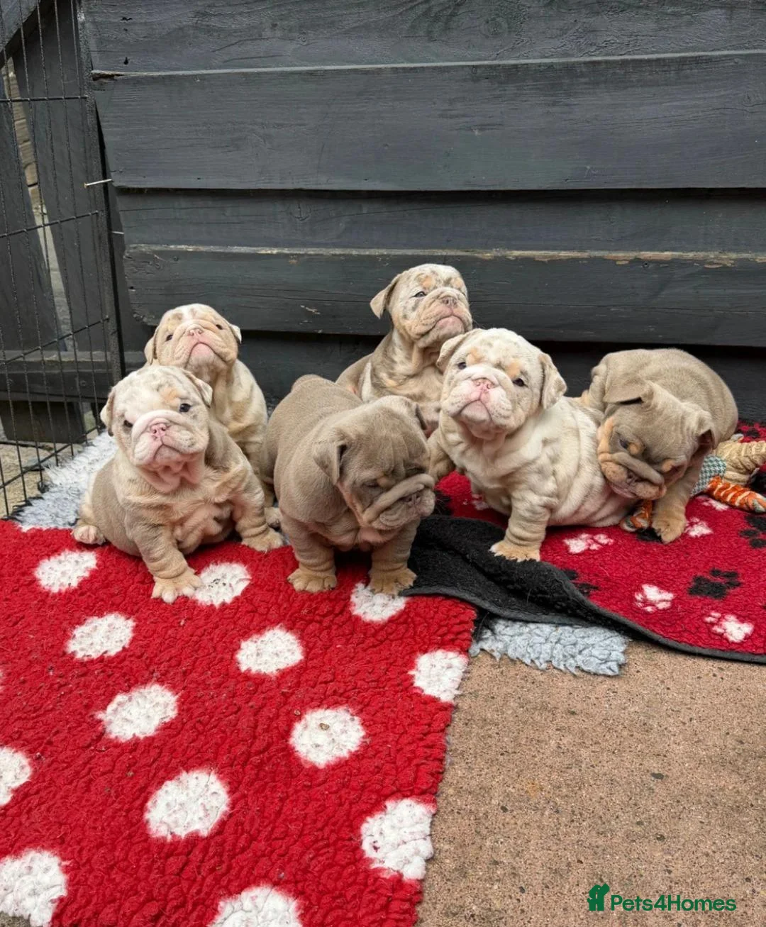English Bulldog dogs for sale:  Beautiful English Bulldog Puppies in Llanelli - Advert 9
