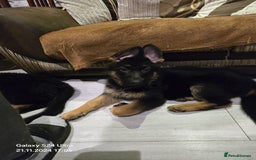 German Shepherd dogs for sale: Freyr - Image 14