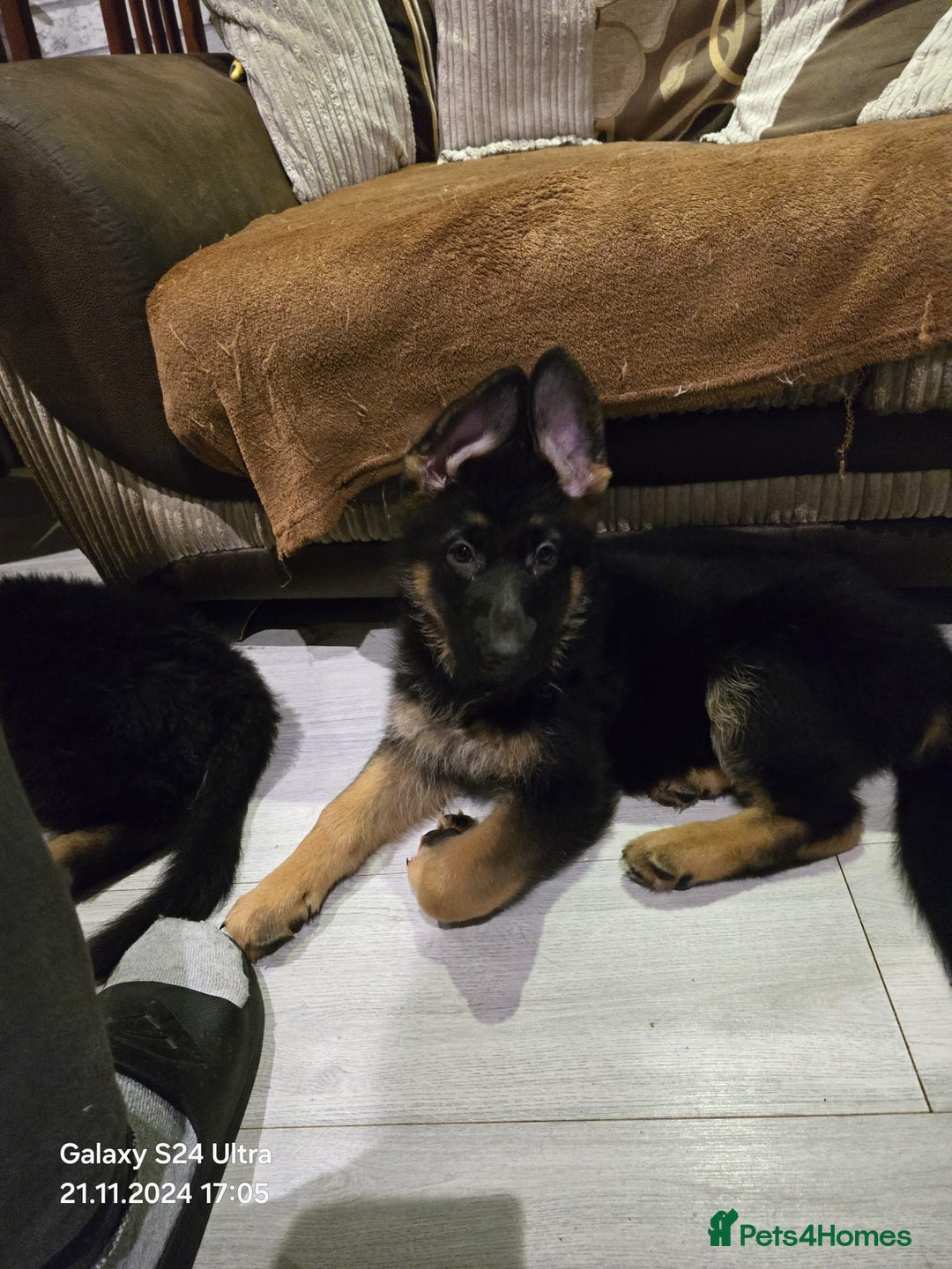 German Shepherd dogs for sale: Freyr - Image 14