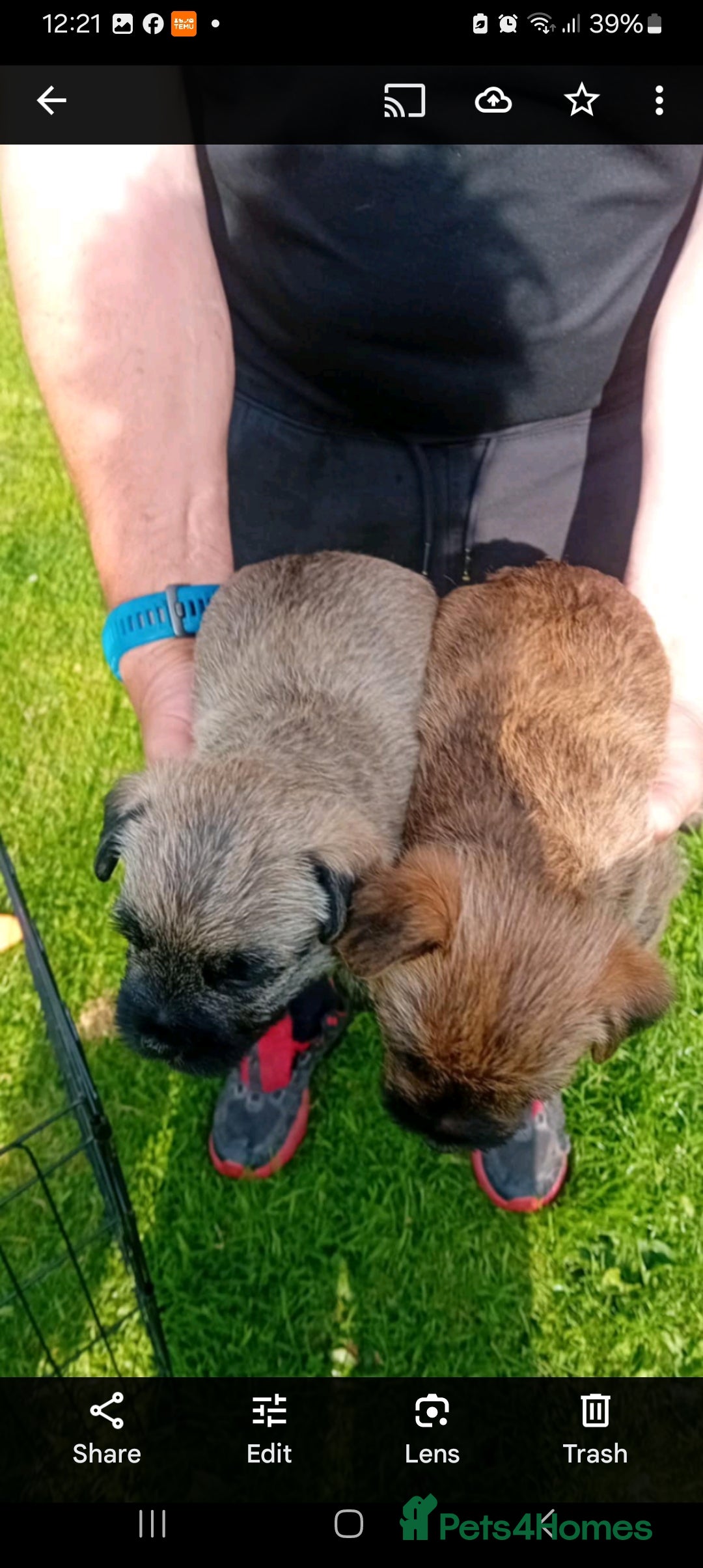 Cairn Terrier dogs for sale: Cairn terrier puppies - Image 4