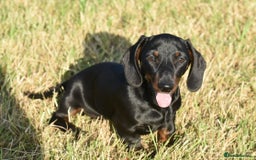 Miniature Dachshund dogs for sale: Mini smooth dachshund one boy available  in Newton Abbot - Image 4