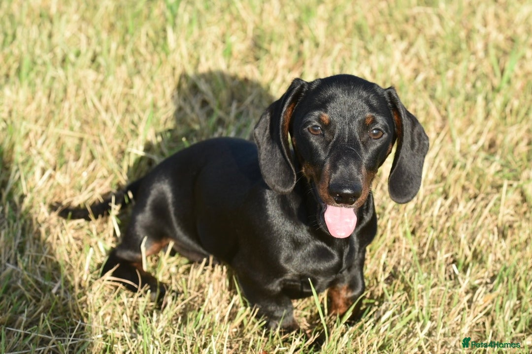 Miniature Dachshund dogs for sale: Mini smooth dachshund one boy available  in Newton Abbot - Image 4