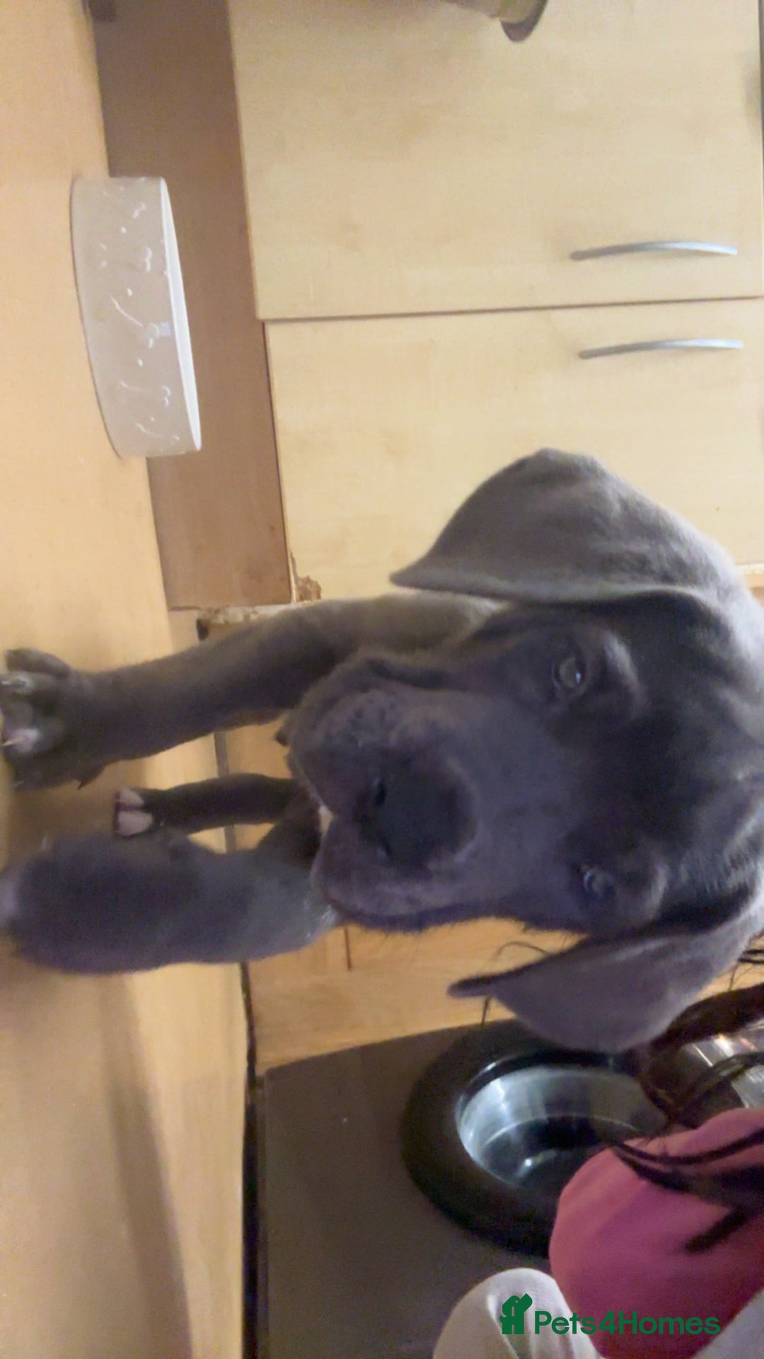 Mixed Breed dogs for sale: Cane corso/Great Dane puppies for sale ✨✨ - Image 5