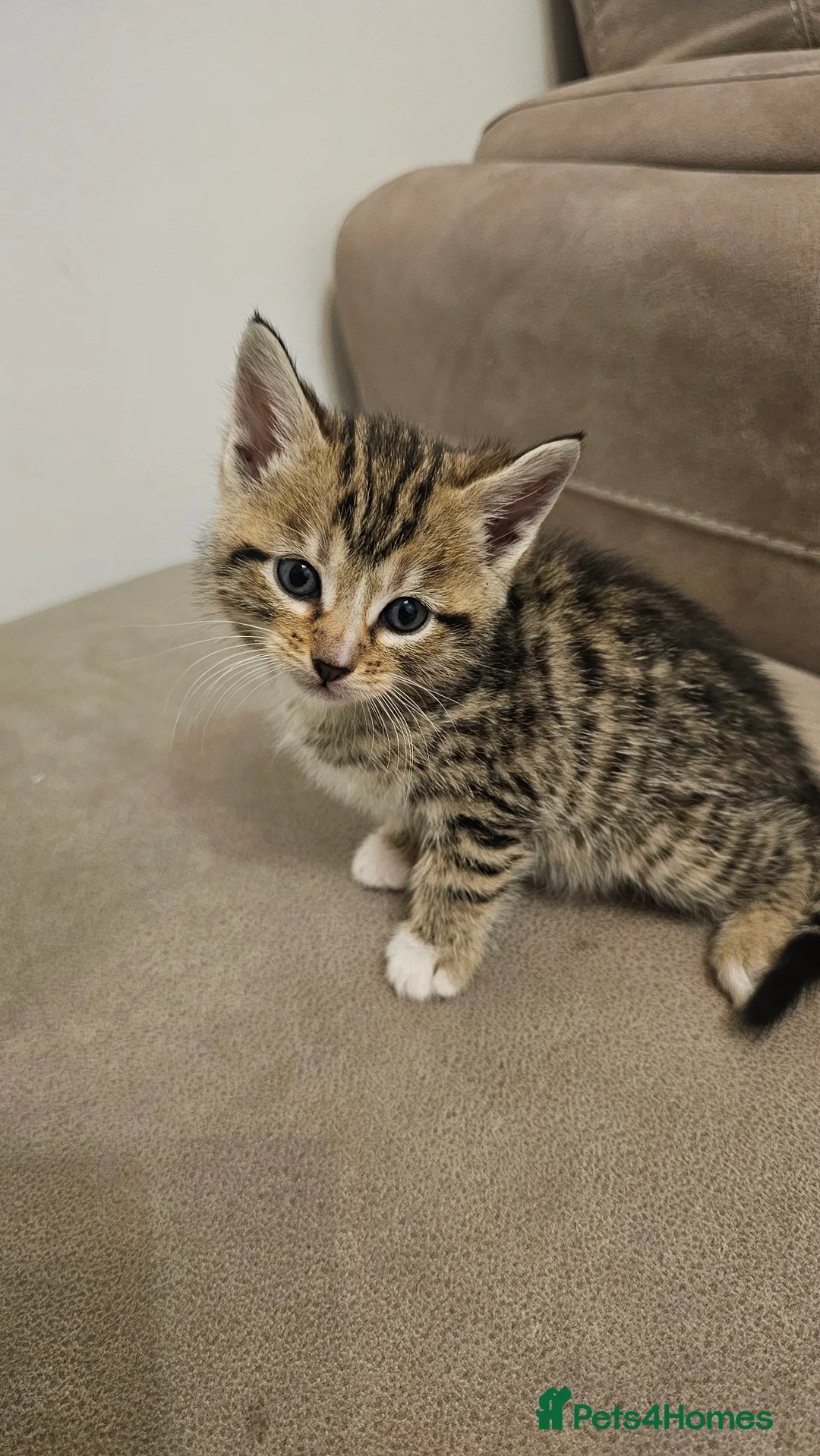 Bengal cats for sale: Bengal kittens - Advert 15