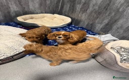 Cavapoo dogs for sale: F1 DNA tested cavapoo puppies - Image 2