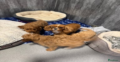 Cavapoo dogs - Advert 4