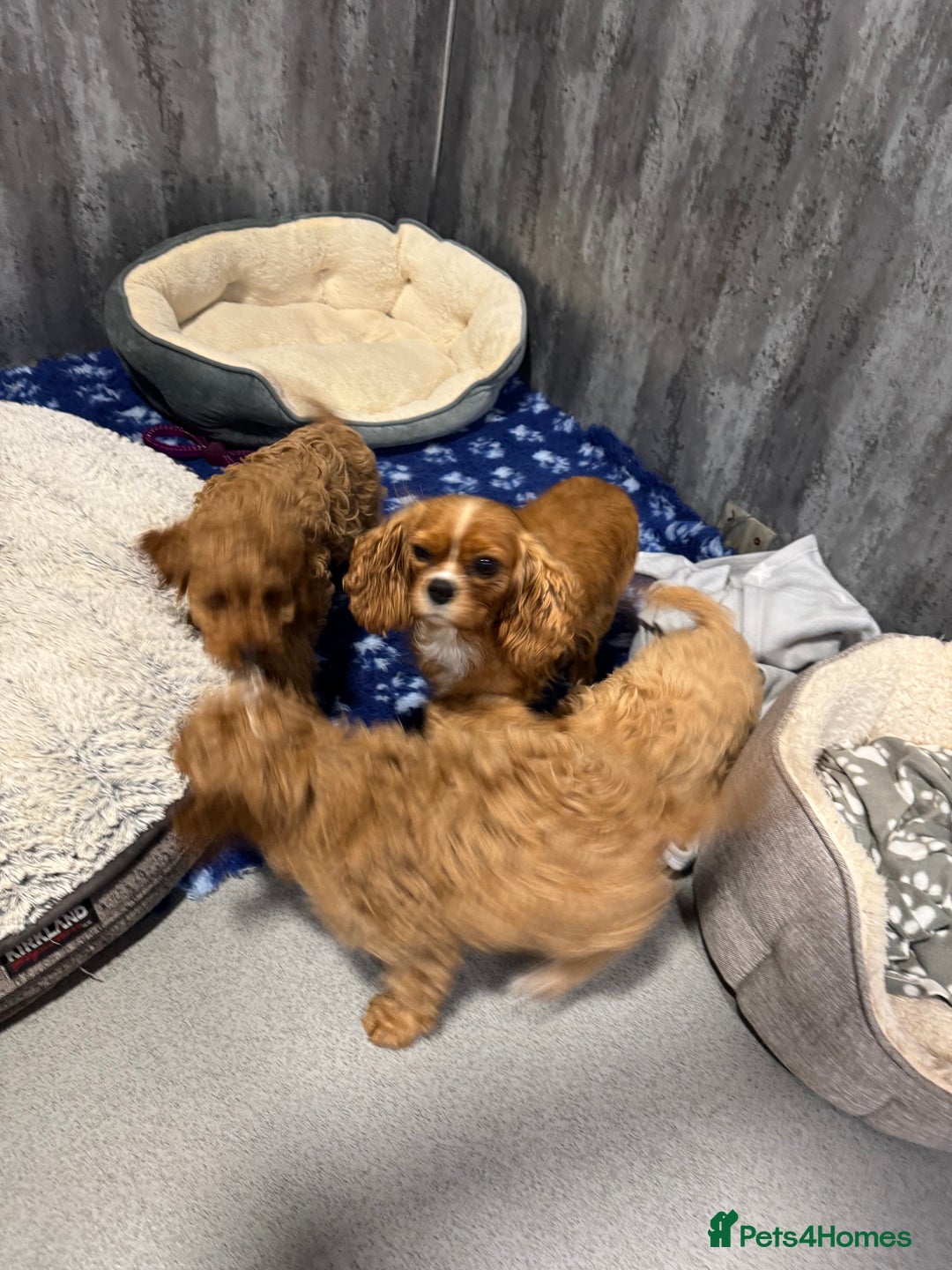 Cavapoo dogs for sale: F1 DNA tested cavapoo puppies - Image 2