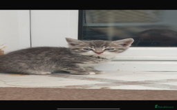 Mixed Breed cats for sale: Gorgeous kittens  - Image 5