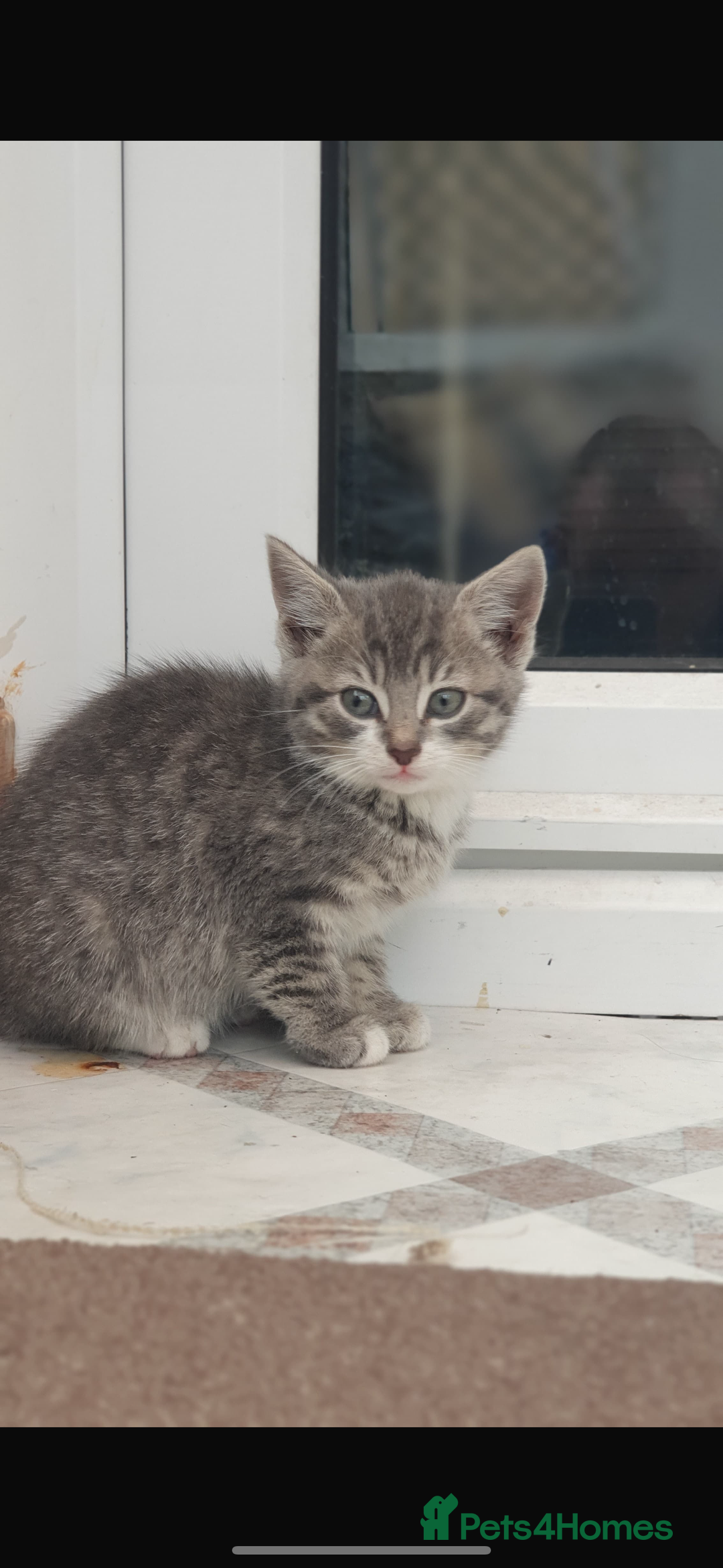 Mixed Breed cats for sale: Gorgeous kittens  - Image 5