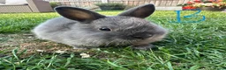 Netherland Dwarf rabbits for sale: Netherland Dwarf Rabbits For Sale - Advert 5