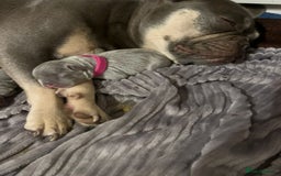 French Bulldog dogs for sale: Adorable French bulldog puppies!!🐶  - Image 28