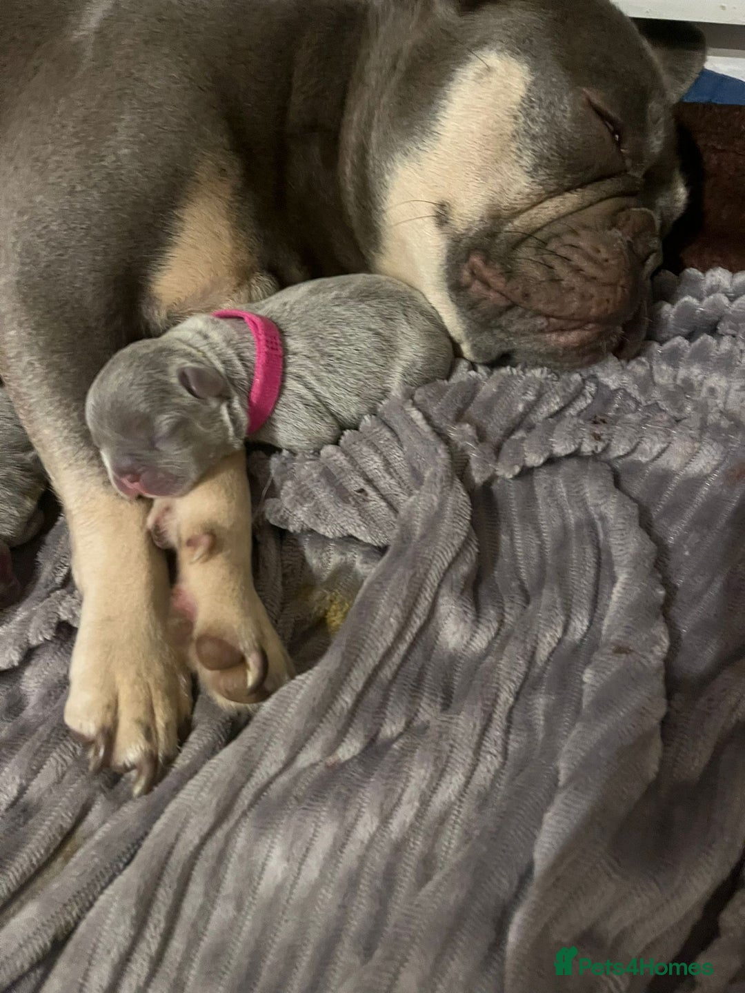 French Bulldog dogs for sale: Adorable French bulldog puppies!!🐶  - Image 28