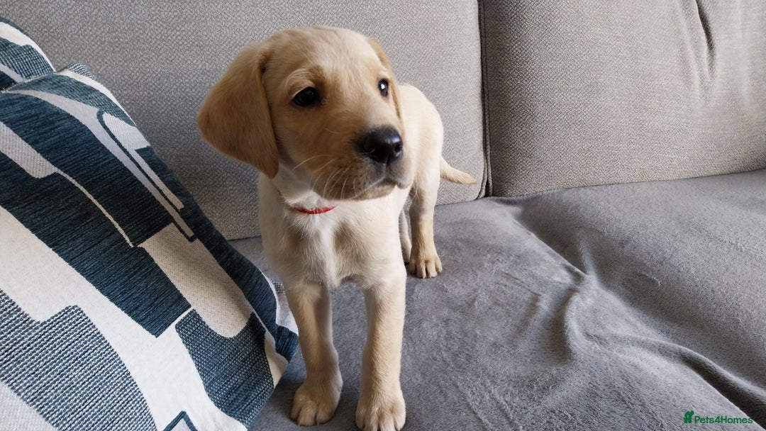 Labrador Retriever dogs for sale: Beautiful Labrador puppies - Advert 4