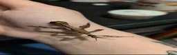 Stick Insects invertebrates for sale: Macleays Spectre Stick Insect Nymphs - Advert 1
