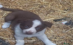 Border Collie dogs for sale: Border collie puppies  - Image 1