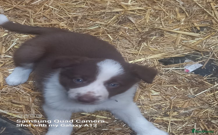 Border Collie dogs - Advert 1