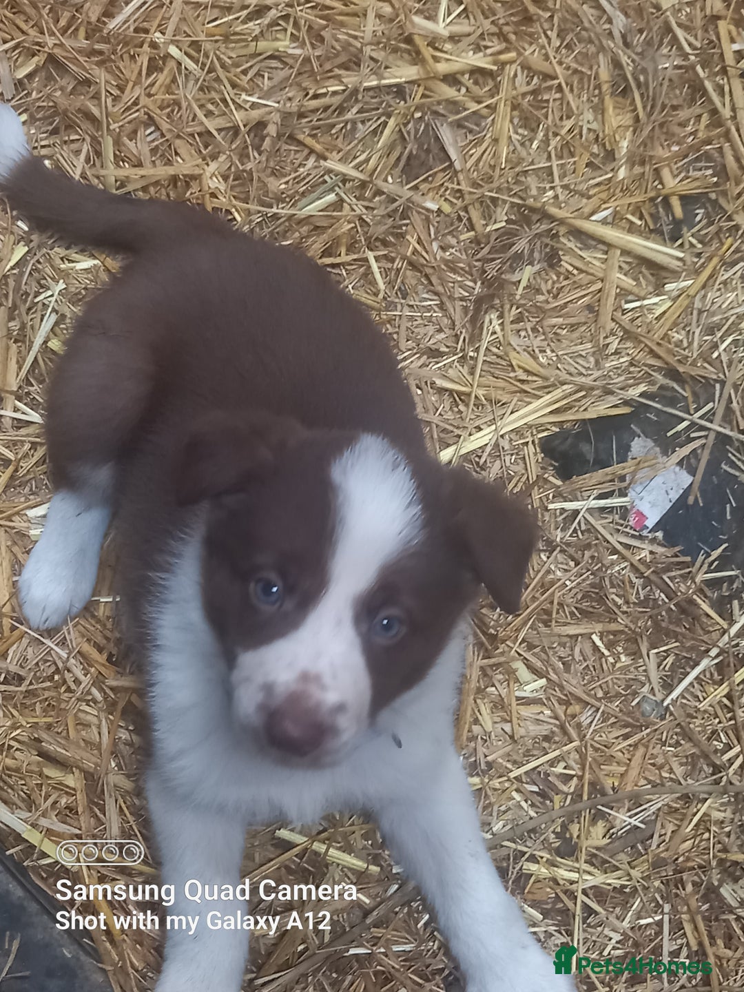 Border Collie dogs for sale: Border collie puppies  - Image 1