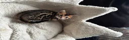 Bengal cats for sale: TICA Bengal kittens available!  - Advert 19