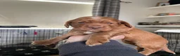 Cocker Spaniel dogs for sale: WAITING LIST DNA CLEAR COCKER PUPS DUE 14/07/26 in Buckingham - Advert 5