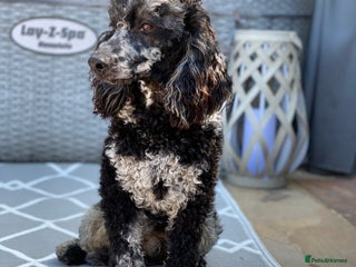 Labradoodle dogs in Chippenham - Advert 14