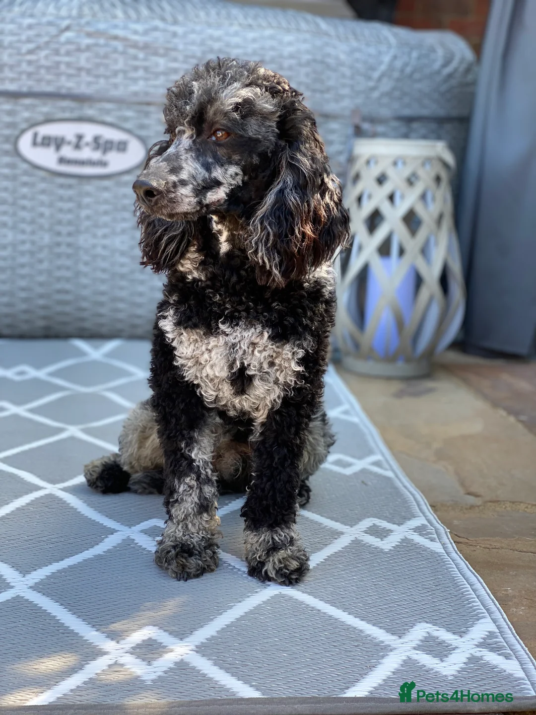 Labradoodle dogs for stud: MERLE MIN POODLE CARRIES CHOC & PHANTOM  in Chippenham - Advert 1
