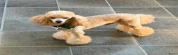 Poochon dogs for sale: 🐾 Beautiful Poochon Puppies Cream, Apricot & Red. - Advert 7
