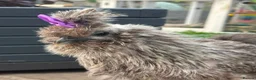 Chickens poultry for sale: 3 beautiful female silkies  - Advert 6