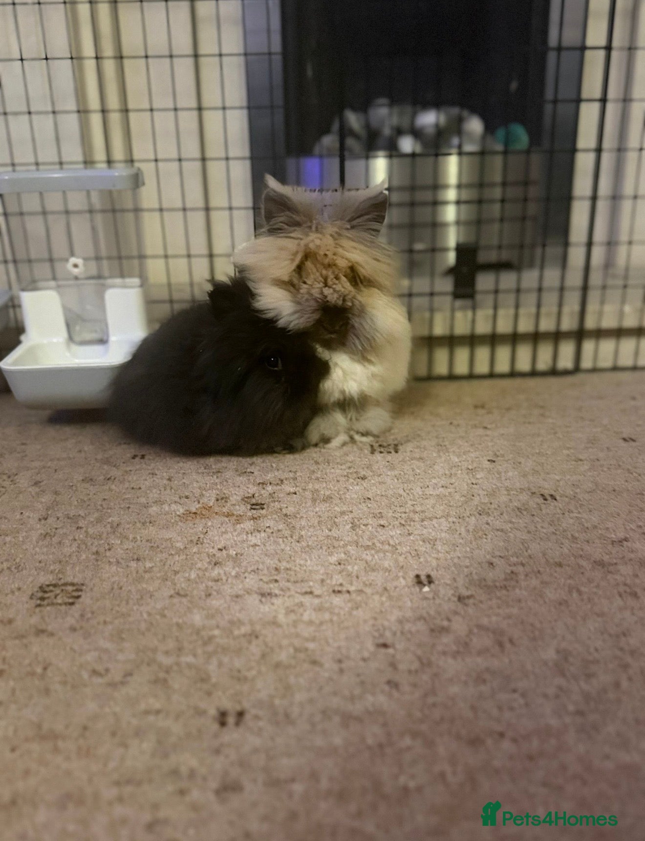 Lionhead rabbits 2x female lionheads  - Advert 3