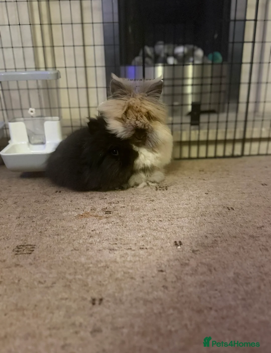 Lionhead rabbits for sale: 2x female lionheads  in Keighley - Advert 1