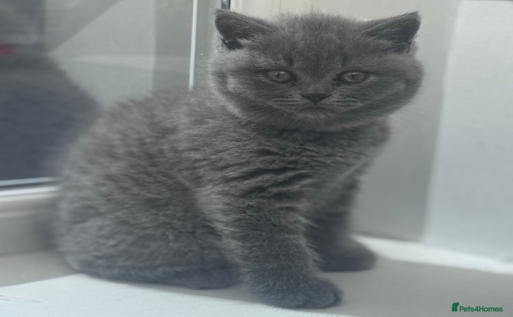 British Shorthair cats - Advert 16