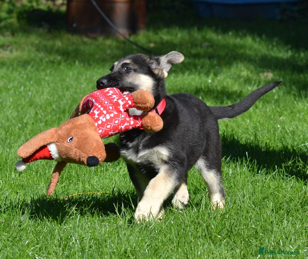 German Shepherd dogs for sale: ⚡RARE EAST EUROPEAN SHEPHERD PUPPIES AVAILABLE⚡ - Image 11