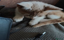 Mixed Breed cats for sale: Last 3 Gorgeous kittens ready to go now - Image 22