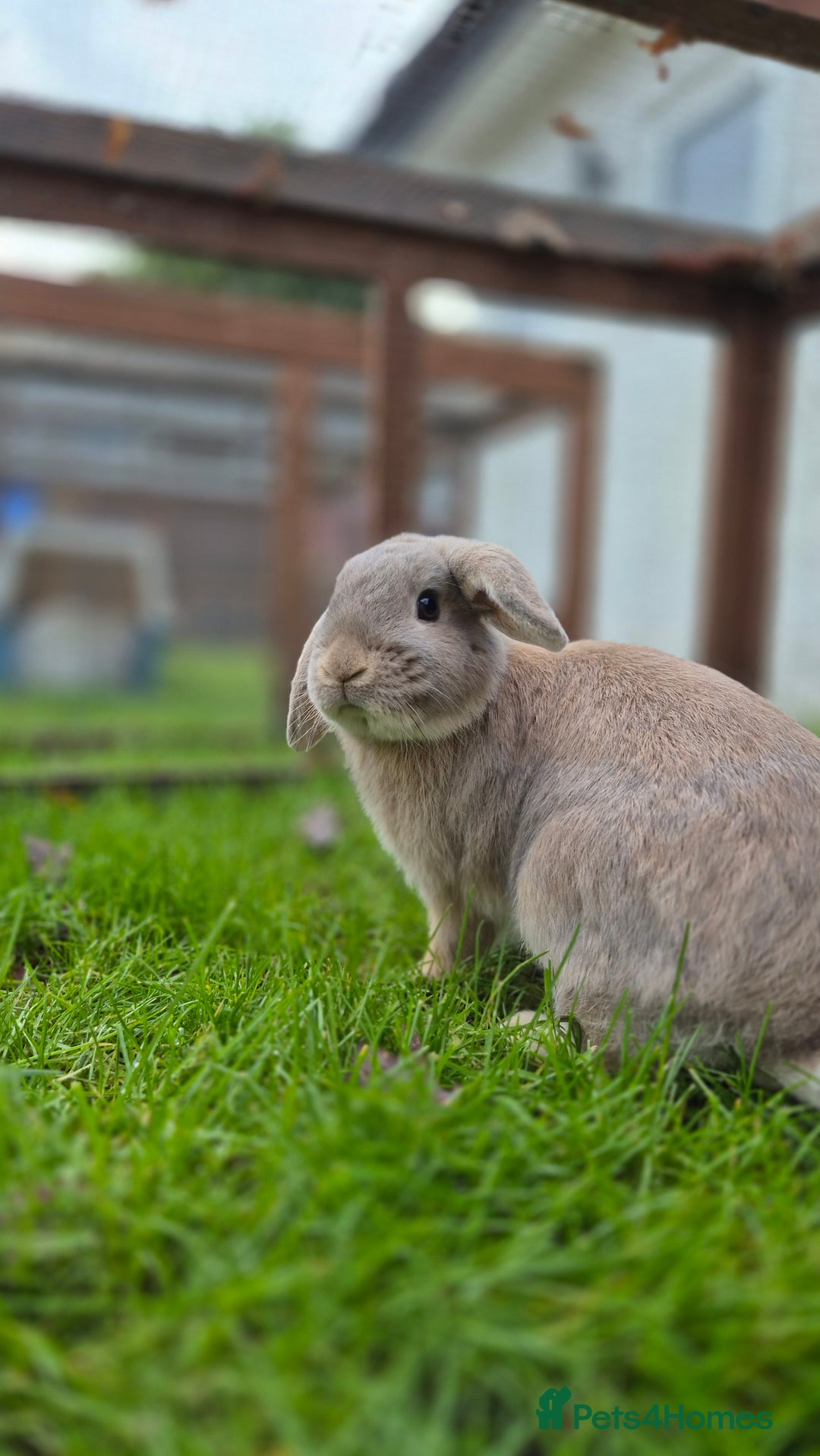 Dwarf Lop rabbits for sale: Huxley dwarf lop vaccinated,and castrated  - Advert 3