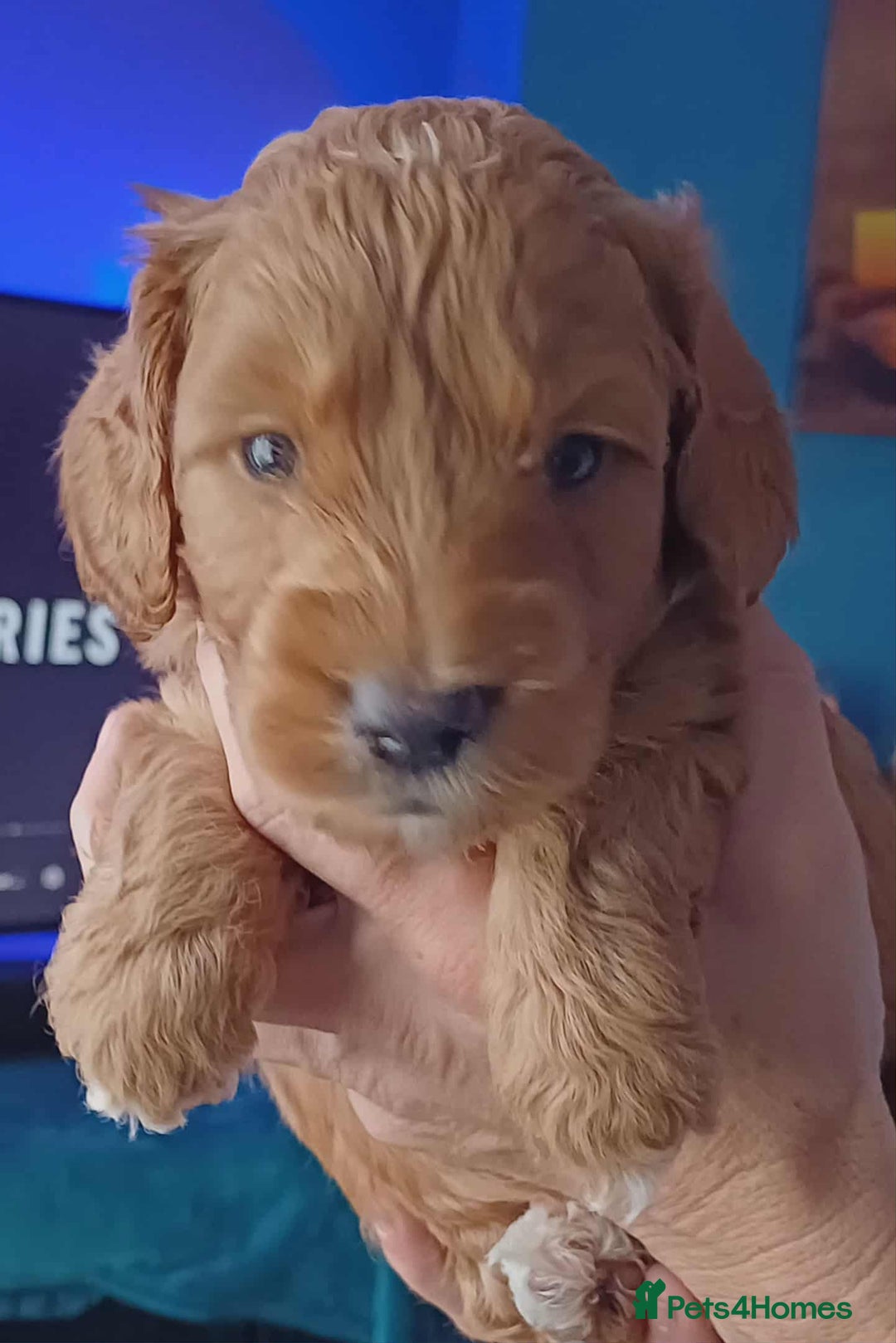 Cockapoo dogs for sale: 🐾Beautiful PRA CLEAR F2 Cockapoo puppies 🐾  - Image 12