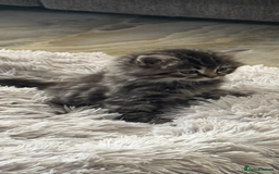 Mixed Breed cats for sale: Maine coon x ragdoll  - Image 11